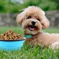 Collapsible Dog Bowls, Travel Dog Cat Water Bowl Portable Foldable Food Dishes with Carabiner Clip for Traveling, Hiking