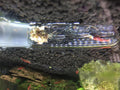 Cunguv Planaria Trap Leech Trap Flatworm Trap 3 Holes Leeches Catcher Glass Tube for Aquarium Shrimp Tank 2 Pieces
