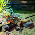 Hypeety Bearded Dragon Harness and Leash Set for Outdoor Walking, Green