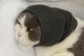 DDFS 2 Pack Cat Ear Wrap, Anxiety Ear Cover Hematoma Compressionp Cat Snood for Grooming Blue+Grey S