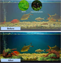 4PCS Driftwood for Aquarium, 1.96''-5.91'' Aquarium Driftwood, Fish Tank Driftwood, Ideal for Fish Tanks, Freshwater Aqu