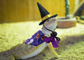4Pcs Halloween Bearded Dragon Witch Costume Set with Bearded Dragon Witch Hats, Bandanas, Wizard Hat, Pumpkin Candy Patt