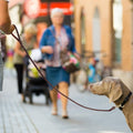 QUMY 4ft Brown Leather Dog Leash for Large Medium Small Dogs Training Leash