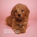 Pet Safe Wax Melts | Non Toxic Soy Wax Cubes for Warmers | Odor Eliminating Home Fragrance | Natural, Paraffin-Free, Lon