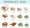 12PCS Hermit Crab Shells Medium and Large Growth Turbo Seashells 1.18"-3.2"