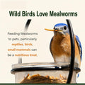 Adaman Dried Mealworms -10 LBS- 100% Natural Non GMO High Protein Mealworms - Bulk Meal Worms for Chickens & Birds, Ducks - Best Chicken Treats, Bird Food, Turtle Food