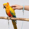 Bird Leash with 4 Different Size Foot Ring, Parrot Flying Rope Elastic Bird Harness Flying Leash Outdoor Training Tracti