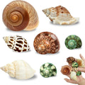 7-Pack Hermit Crab Shells, Size 2" to 2.8", Opening 0.6" to 1.8"