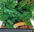 Fake Reptile Plants for Terrarium ,Tank Decor,Artificial Plant