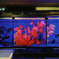 uxcell 2pcs Aquarium Fish Tank Divider 12x6 Crate Light Diffuser Clear