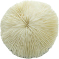 Mushroom Sea Coral | White Real Mushroom Coral 3”-4” (1 Piece) | Aquarium Ornament for Decoration | Plus Free Nautical e