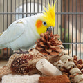 Kyouki Bird Toys Parrot Toys Natural Bird Foraging Box Foot for Parakeets,Cockatiels,Conures,Love Birds,and Other Small to Medium Birds (Medium)