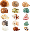 15PCS Hermit Crab Shells 1.6"-3.2", Growth Turbo Seashells