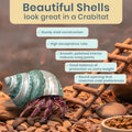 Hermit Crab Shells | Turbo Shells | Jade Green Banded Turbo Shell 4"-4.5" | Hermit Crab House for Décor | Plus Free Naut