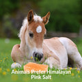 Licking Salt for Horse, 100% Pure Himalayan Pink Salt Chunks, 6 LBS, Animal Feed Salt Chunks, Horse Salt Licks, Natural 