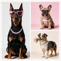 Handmade Dog Collar and Matching Owner Friendship Bracelet Set