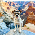 NAMSAN Medium Clear Dog Goggles Eye Protection, Dog Sun Glasses Small Medium Breed UV Protection, Dog Sunglasses for Dri