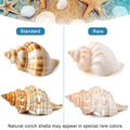 5PCS Extra Large Hermit Crab Shells 3"-4.7", Opening 1.6"-2.7"