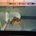 Turtle Brush with Suction Cup, Aquatic Turtle Tank Accessories, Upgraded Powerful Suction Cup, Not Easy to Fall Off or S