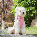 Cute Small Dog Harness Collar and Leash Set with Detachable Bowtie, Adjustable Dog Harness Collar and Leash Set with Sec