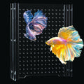 Acrylic Fish Tank Divider,10 Gallon Tank Divider,Adjustment Clear Fish Tank Separator Set with Suction Cups (10gal)