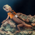 Gosknor Bearded Dragon Harness and Leash Set, 3 Sizes Super Leather Vest with Retractable Rope, Brown