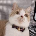 Necoichi Kimono Bow Tie Cat Collar