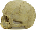 JIHAQUA Aquarium Resin Skull Ornament Snake Hide Decor, Habitat