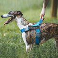WALITEFU Service Dog Patches 2Pcs, Servcie Dog ID Tag Easily Attach to Collar, Harness, Vest (Medium- 1.18 x 4.33)