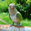Snap-Closure Parrot Diapers with Adjustable Leash - Washable Bird Flight Suits for Cockatiels, Sun Conures & Quaker Parr