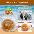 NIIIYTYB Large Hermit Crab Shells Extra Shells 2.7~3.5 Inch Big Empty Natural Sea Conch for Crabs Ideal Hermit Crab Supp