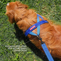 EzyDog Quick Fit Dog Harness, Soft Neoprene Padding