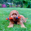 Chuckit! Ultra Fetch Stick Dog Toy Interactive Outdoor Toy for All Breed Sizes - 12 Inch