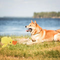 Mellow Dog Calming Duck, 2025 New Yellow Duck Dog Toy, The Mellow Ducks Calming Pillow, Dogs Ducks Toy with Quacking Sou