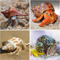15PCS Hermit Crab Shells 1.6"-3.2", Growth Turbo Seashells