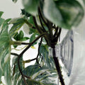 Reptile Plants for Terrarium, Reptile Tank Decor,Artificial Plants