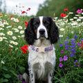 Lionet Paws Floral Dog Collar- Cute Spring Wildflowers Daisy Fleabane Dog Collars with Plastic Buckle,Light Adjustable D