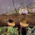 Natural Wood Tunnel Hamster Tunnel for Hamster Reptile Small Animals Cage Hollow Tree Trunk Hideout Toy (7.9"×2.7")