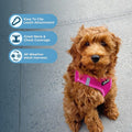 Best Pet Supplies Voyager Step-in Air All Weather Mesh Harness and Reflective Dog 5ft Leash Combo with Neoprene Handle, 