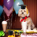 GIFTMISSU 2 Pack Mini Graduation Caps with Yellow Tassels, Small Animal Bachelor Hats for Cats and Dogs, Adjustable Pet Graduation Photo Props and Holiday Costume Accessories
