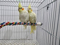 Bendable Fun Climbing Bird Cotton Rope Perch, Colorful Bungee Toy for Parrot, Bird Cage Accessories (31.5'' Metal Nut)