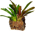 Premium New Zealand Sphagnum Moss, 500g (40L When Hydrated) Classic AA Grade (100mm, 4" Strands) - Harvested in New Zeal