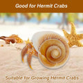 NIIIYTYB Large Hermit Crab Shells Extra Shells 2.7~3.5 Inch Big Empty Natural Sea Conch for Crabs Ideal Hermit Crab Supp