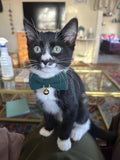 Ewinoom 2 Pack Soft Corduroy Cat Collars with Bow Tie & Bell, Adjustable Breakaway Cotton Kitty Bowtie Collar for Girl Boy Kitten (Orange & Green)