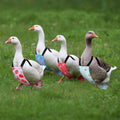 DoubleFill 6 Pcs Chicken Diapers for Indoor Chickens