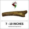 Elkhorn Premium Chews – X Large Whole Single Elk Antler Chew (7-10” Long)