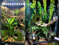 USMOLA Mossy Caves, Artificial Green Moss Caves Hide for Pet Reptile Frogs and Snakes, Terrarium & Vivarium Decor, Crest