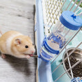 Allzone 3 PCS Hamster Water Bottles, No Drip Hanging Water Feeder Dispenser, Hanging Hamster Bottle for Guinea Pigs, Chi