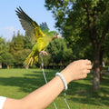 cobee Bird Leash with Elastic Bracelet and 4 Size Anklet, 6.56ft Lightweight Parrot Flying Rope Bird Harness Anti-Bite F