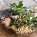 River Rocks for Plants 11.25 LB Small Decorative Pebbles 1"-1.5" Polished Stones Smooth Aquarium Gravel for Fish Tank Va